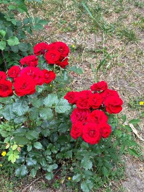 yLAX3pSss6xylEtfYj5C4Fv4c8jlM-0izUvrbx12jzI=_plaintext_638223513876393013 - 0 0002 Gradina Roman 16 06 2023