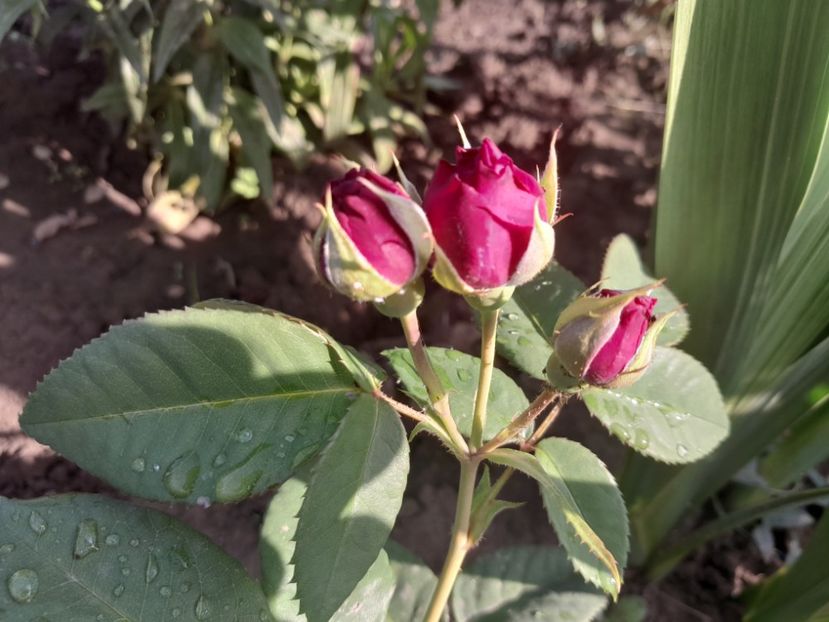 Purple lodge - Primul bobocel și prima floricică mult așteptată