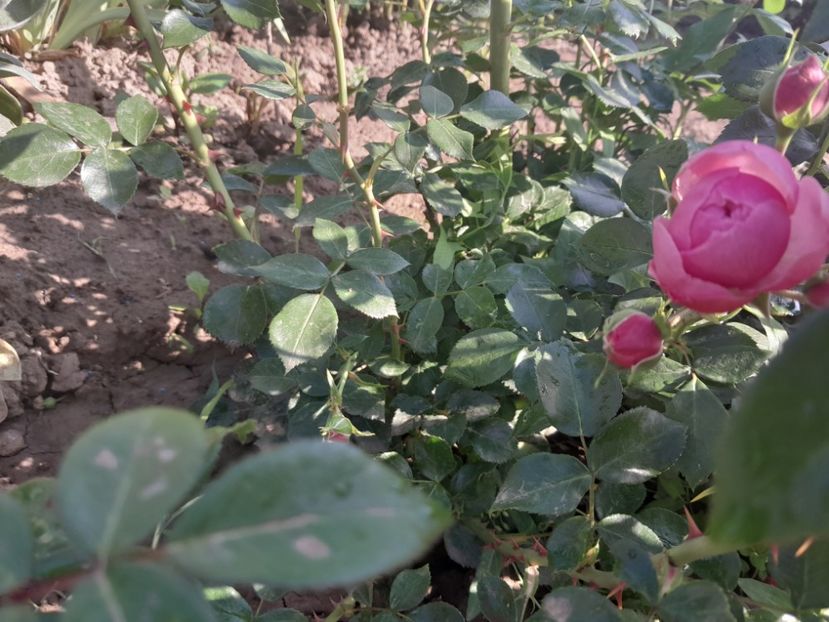 Pomponella - 2023 trandafiri