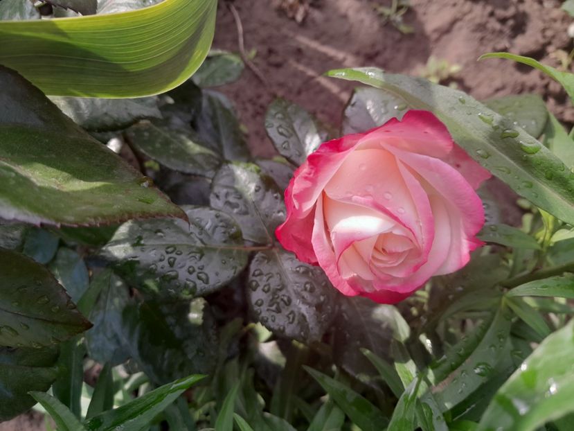 Nostalgie - 2023 trandafiri