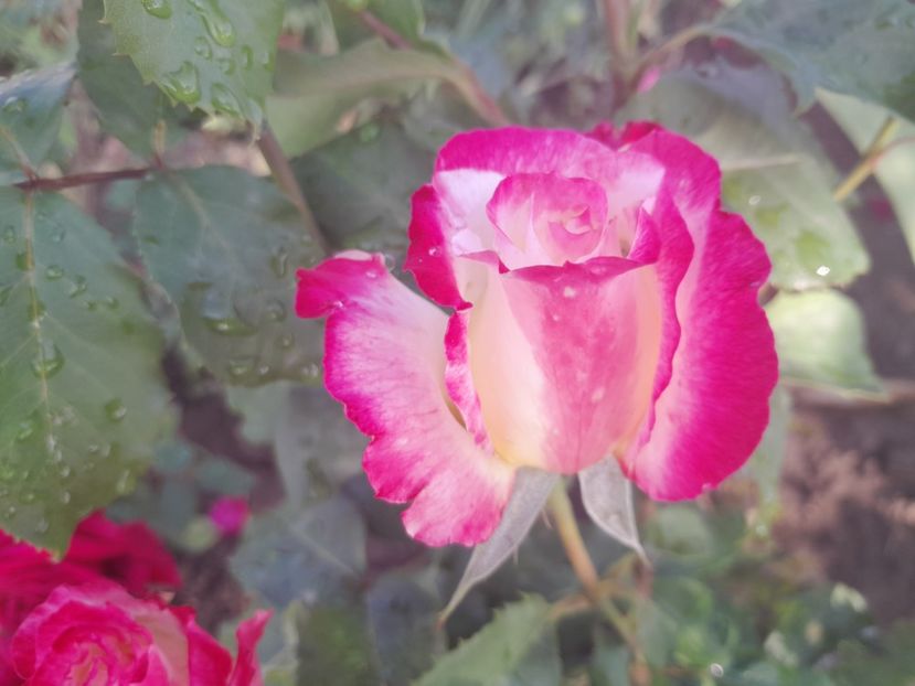 Duble Delight - 2023 trandafiri