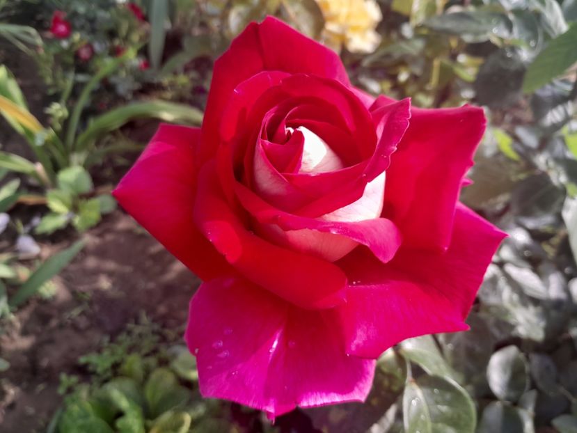 Kronenburg - 2023 trandafiri