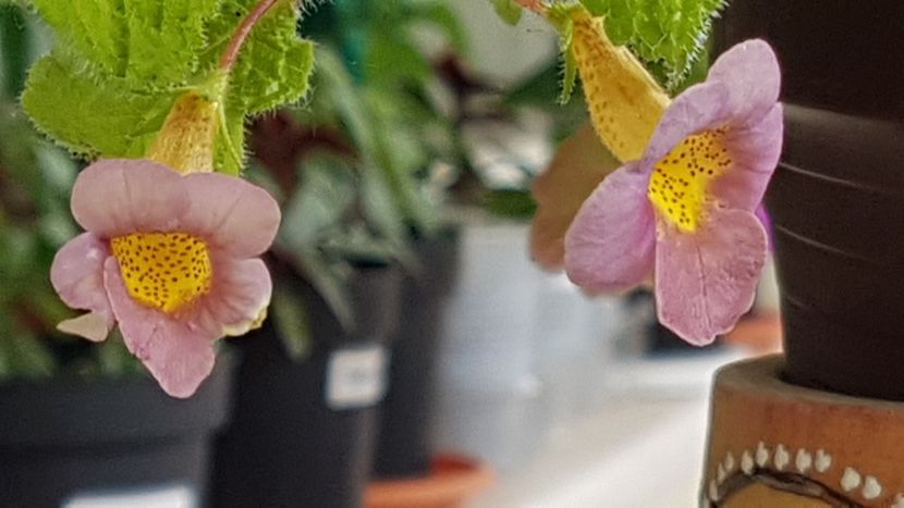 Sunburst - Achimenes 2023