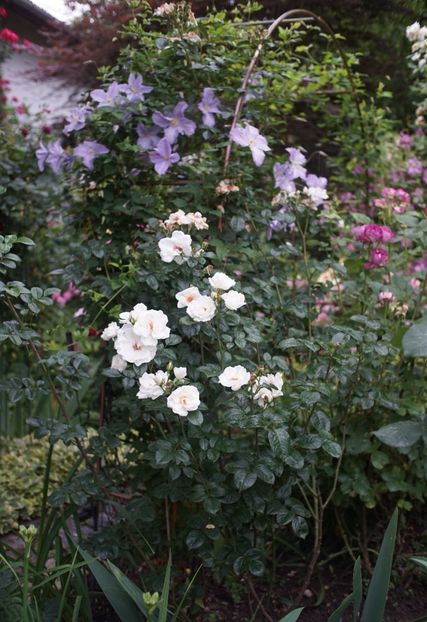  - Starlight Symphony