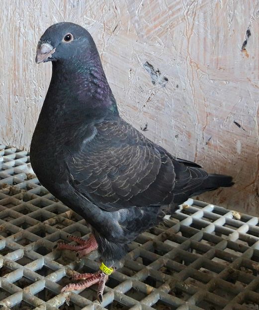 14 din P1 vândut - PUI 2023