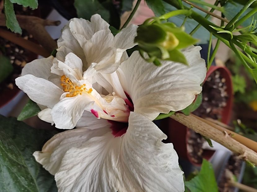 - HIBISCUS 2023