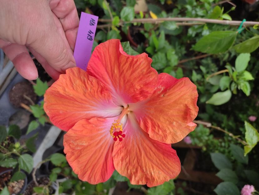  - HIBISCUS 2023