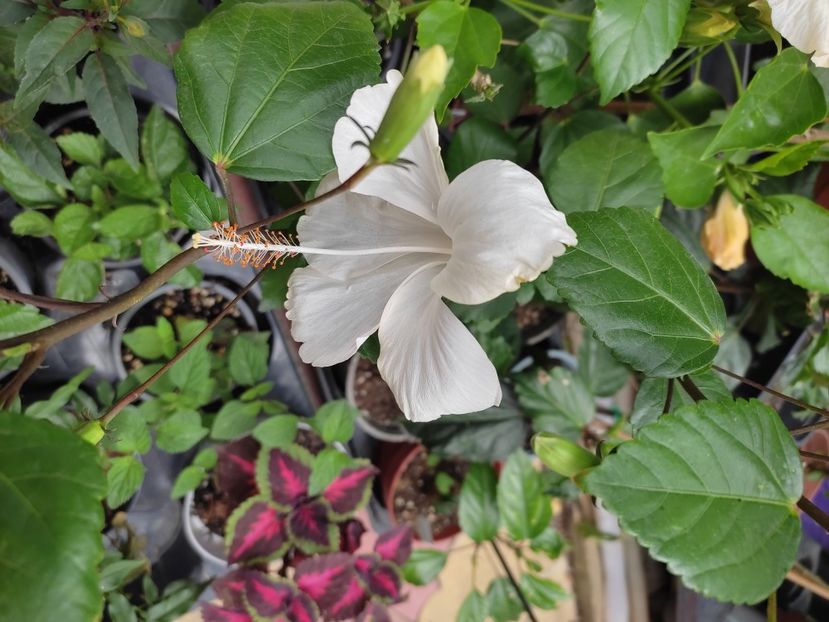  - HIBISCUS 2023