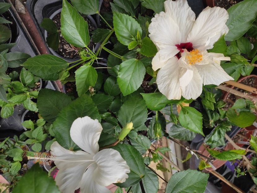  - HIBISCUS 2023