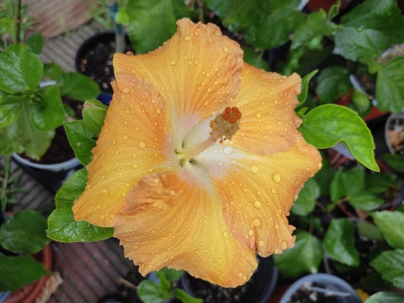  - HIBISCUS 2023