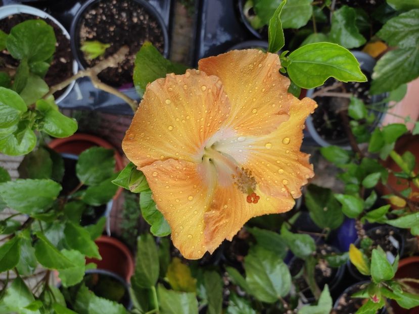  - HIBISCUS 2023
