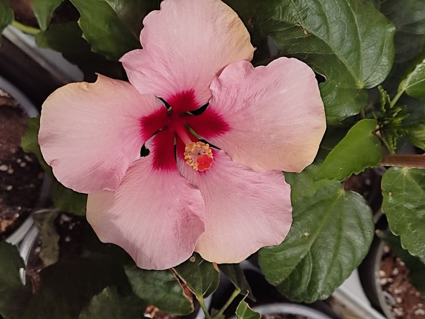  - HIBISCUS 2023