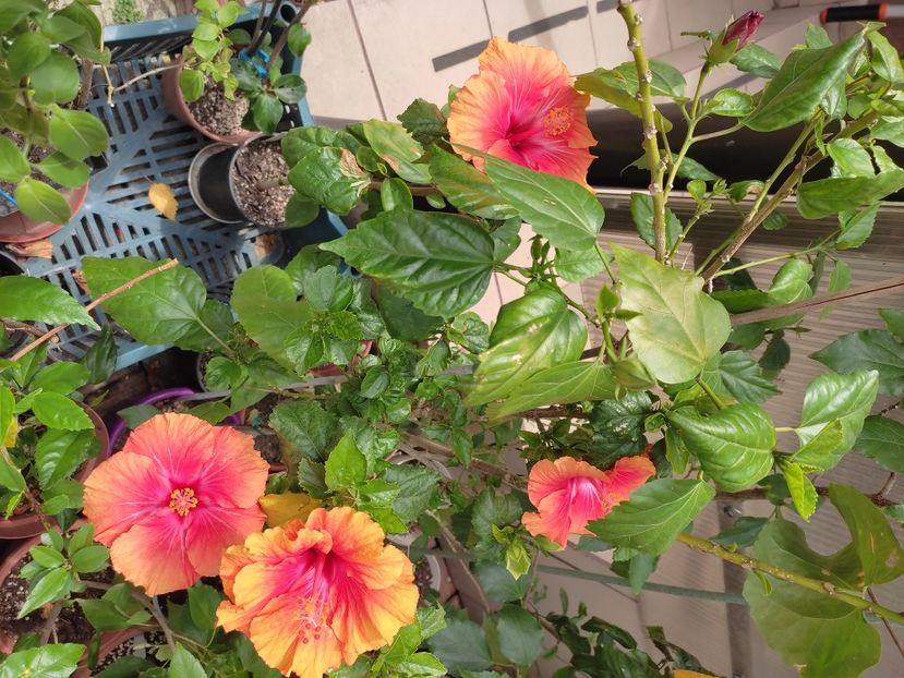 - HIBISCUS 2023