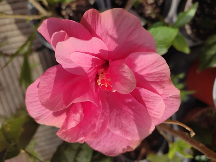  - HIBISCUS 2023