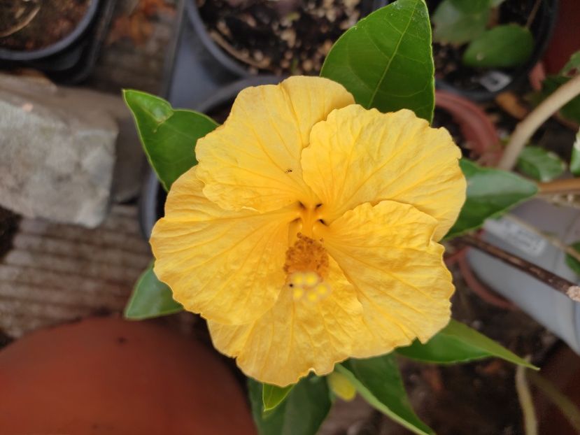  - HIBISCUS 2023