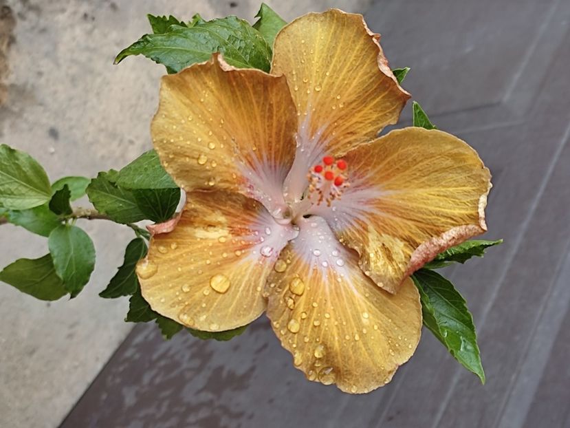  - HIBISCUS 2023