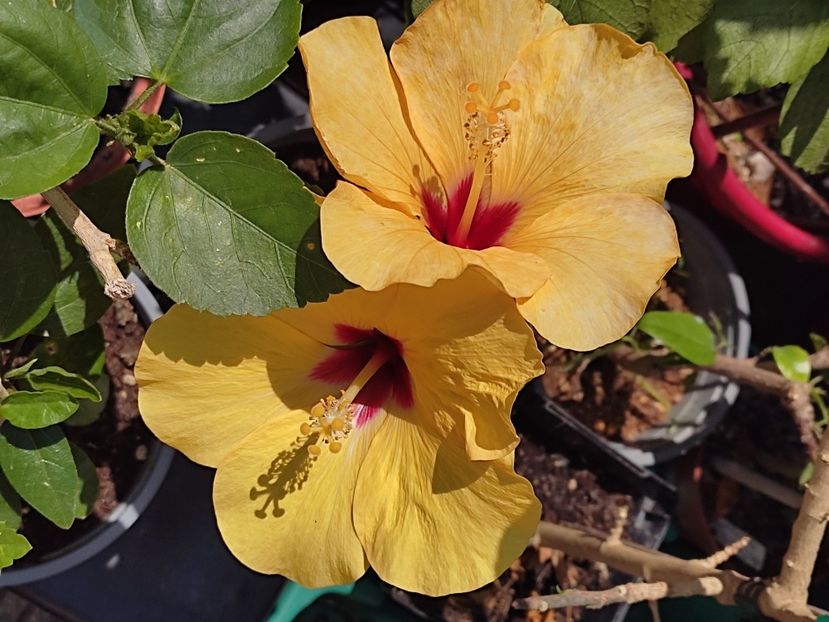  - HIBISCUS 2023
