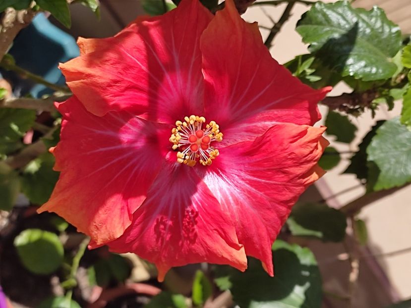  - HIBISCUS 2023