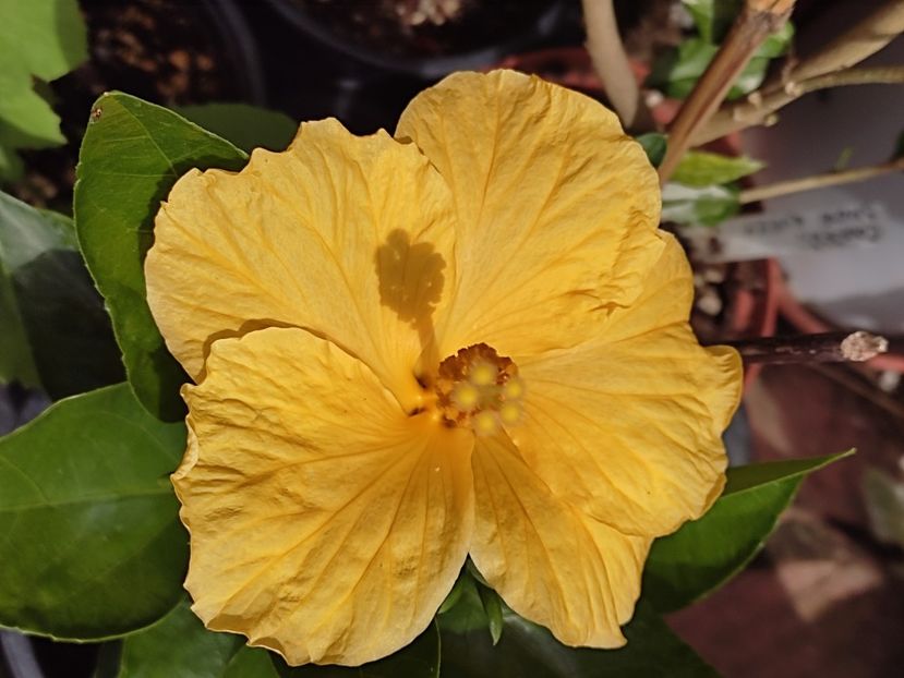  - HIBISCUS 2023