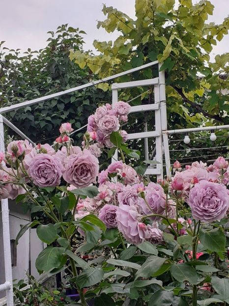  - Novalis 2022- 2023-2024