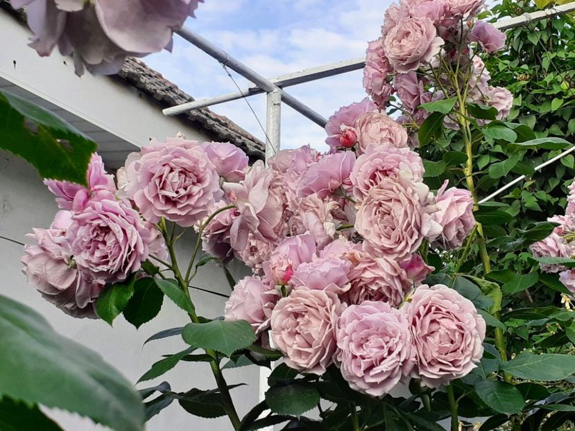  - Novalis 2022- 2023-2024