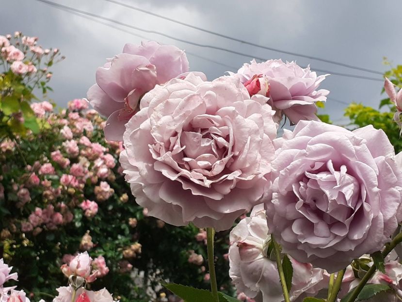  - Novalis 2022- 2023-2024