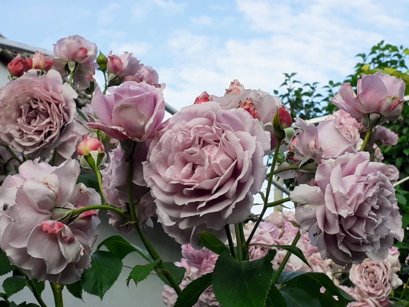  - Novalis 2022- 2023-2024