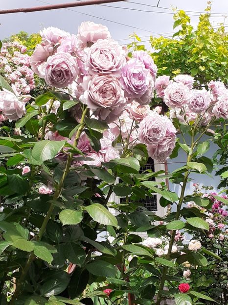  - Novalis 2022- 2023-2024