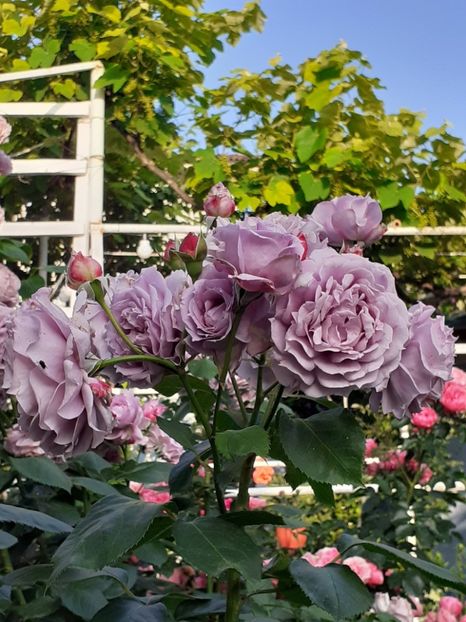  - Novalis 2022- 2023-2024