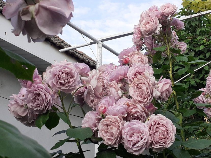  - Novalis 2022- 2023-2024