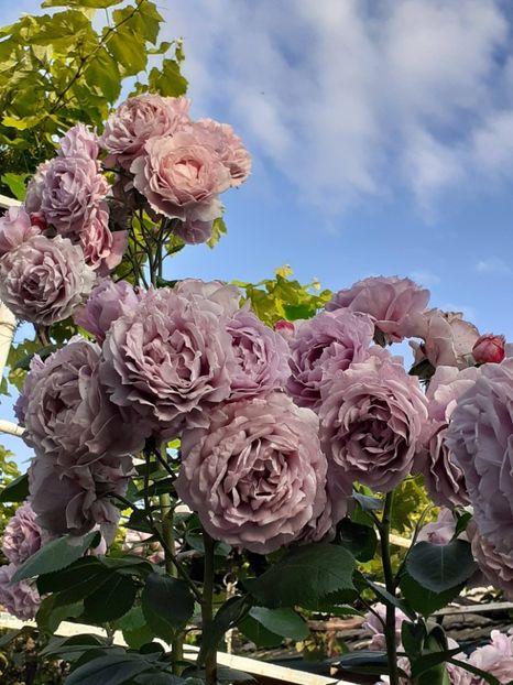  - Novalis 2022- 2023-2024