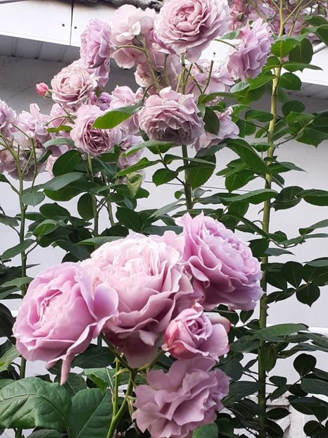  - Novalis 2022- 2023-2024