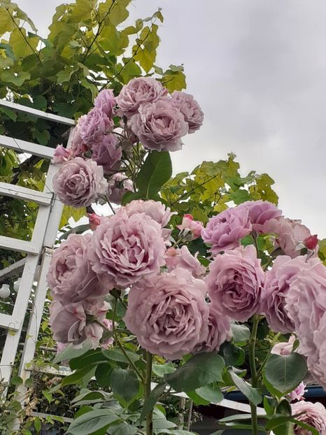  - Novalis 2022- 2023-2024