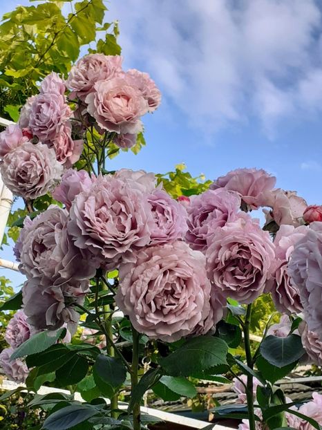  - Novalis 2022- 2023-2024