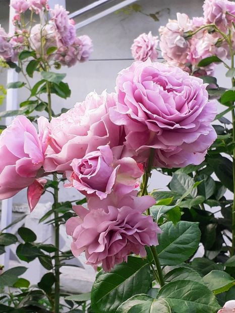  - Novalis 2022- 2023-2024