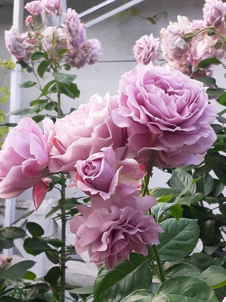  - Novalis 2022- 2023-2024