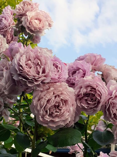  - Novalis 2022- 2023-2024