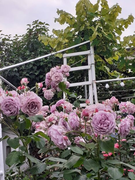  - Novalis 2022- 2023-2024