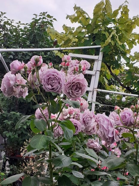  - Novalis 2022- 2023-2024