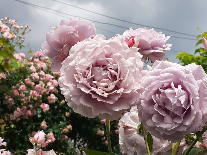  - Novalis 2022- 2023-2024