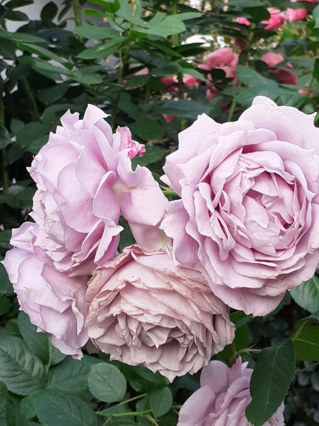  - Novalis 2022- 2023-2024