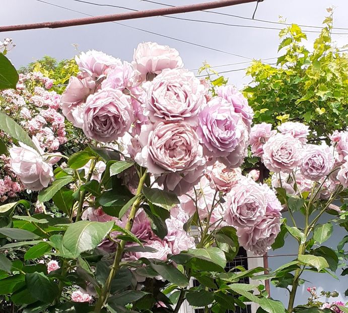  - Novalis 2022- 2023-2024