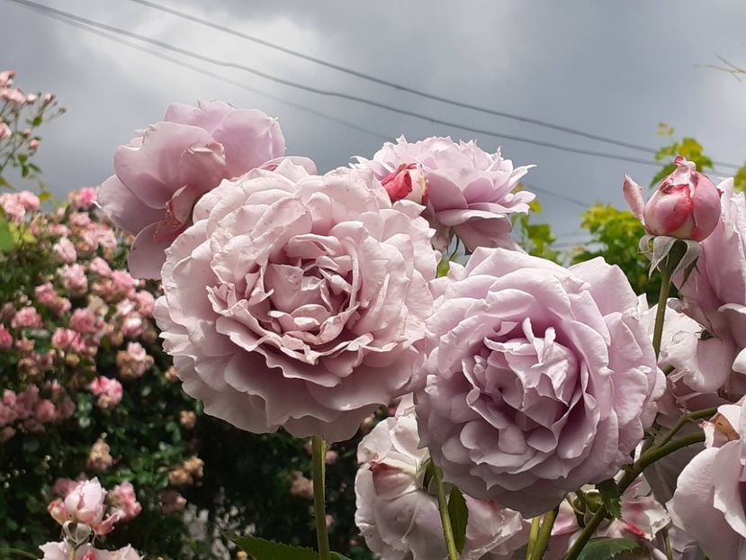  - Novalis 2022- 2023-2024