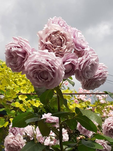  - Novalis 2022- 2023-2024