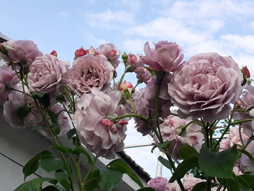  - Novalis 2022- 2023-2024