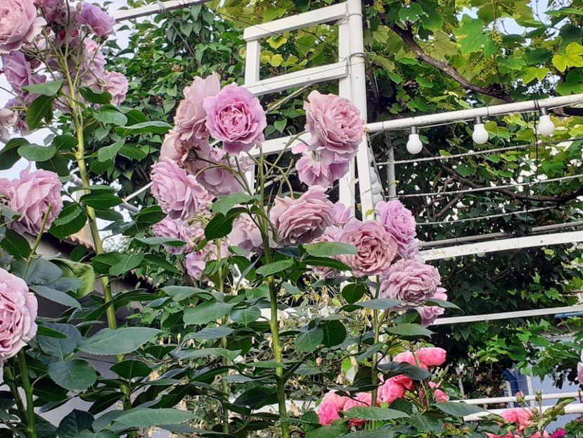  - Novalis 2022- 2023-2024