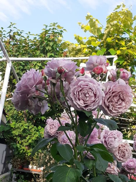  - Novalis 2022- 2023-2024