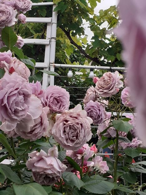  - Novalis 2022- 2023-2024