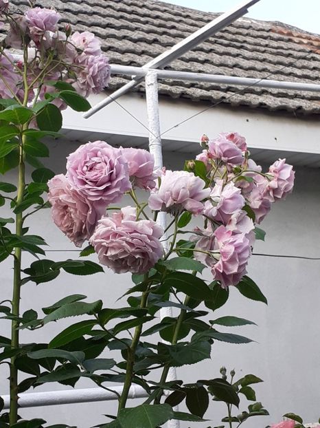  - Novalis 2022- 2023-2024