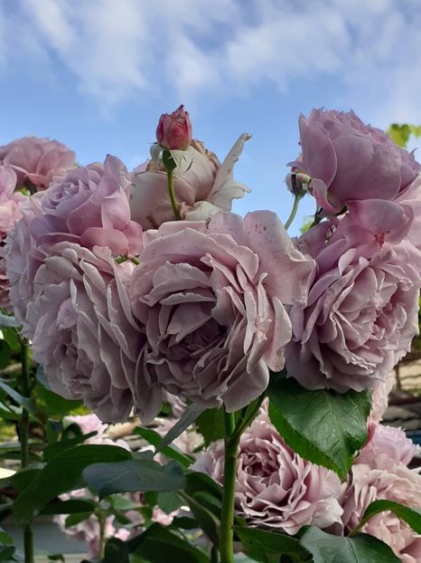  - Novalis 2022- 2023-2024